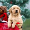 Image of Bailey, a Golden Retriever puppy