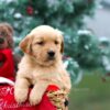 Image of Bailey, a Golden Retriever puppy