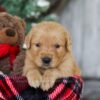 Image of Bing, a Golden Retriever puppy