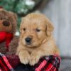 Image of Bing, a Golden Retriever puppy