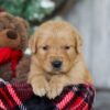 Image of Bing, a Golden Retriever puppy