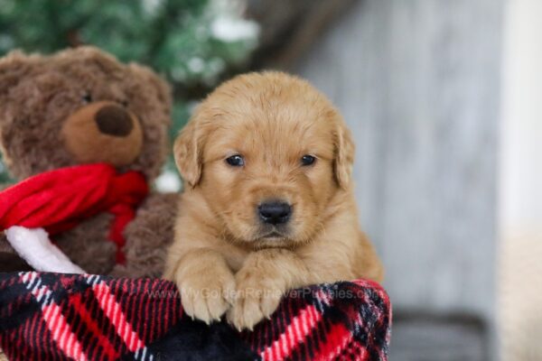 Image of Bing, a Golden Retriever puppy