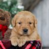 Image of Bing, a Golden Retriever puppy