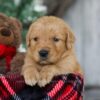 Image of Bing, a Golden Retriever puppy