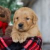 Image of Bing, a Golden Retriever puppy