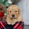 Image of Bing, a Golden Retriever puppy