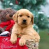 Image of Bonnie, a Golden Retriever puppy