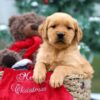 Image of Bonnie, a Golden Retriever puppy