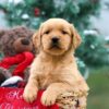 Image of Bonnie, a Golden Retriever puppy