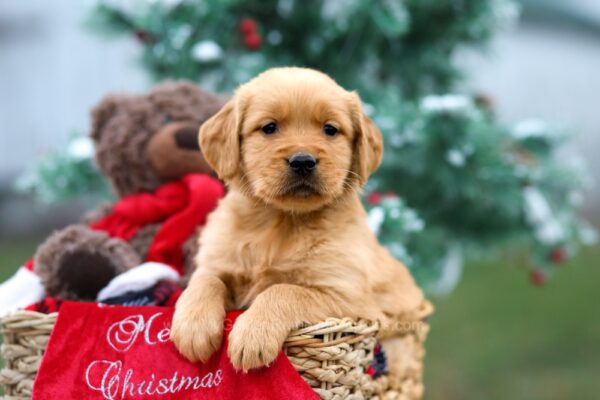 Image of Bonnie, a Golden Retriever puppy