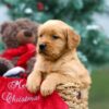 Image of Bonnie, a Golden Retriever puppy