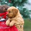 Image of Bonnie, a Golden Retriever puppy