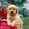 Image of Bonnie, a Golden Retriever puppy