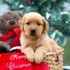 Image of Bonnie, a Golden Retriever puppy