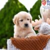 Image of Brownie, a Golden Retriever puppy