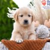 Image of Brownie, a Golden Retriever puppy