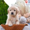 Image of Brownie, a Golden Retriever puppy