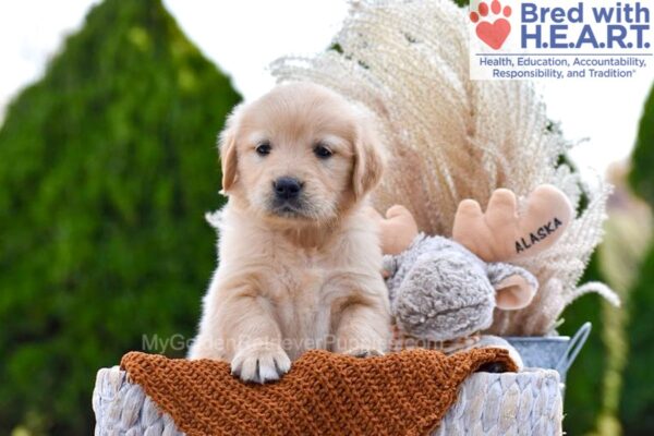 Image of Brownie, a Golden Retriever puppy