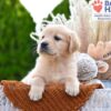 Image of Brownie, a Golden Retriever puppy