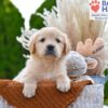 Image of Brownie, a Golden Retriever puppy