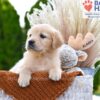 Image of Brownie, a Golden Retriever puppy