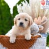 Image of Brownie, a Golden Retriever puppy