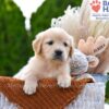 Image of Brownie, a Golden Retriever puppy