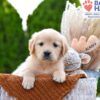 Image of Brownie, a Golden Retriever puppy