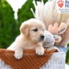 Image of Brownie, a Golden Retriever puppy