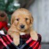 Image of Charlie, a Golden Retriever puppy