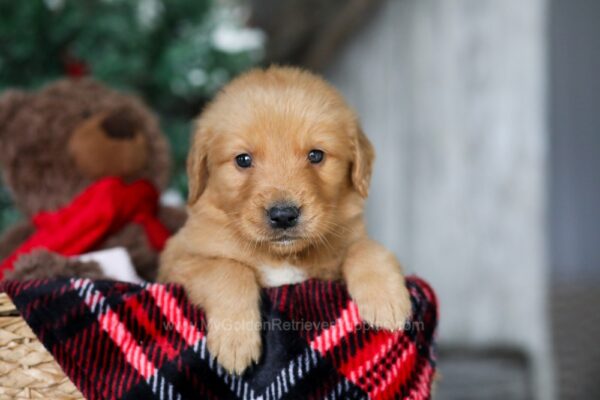 Image of Charlie, a Golden Retriever puppy