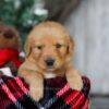 Image of Charlie, a Golden Retriever puppy