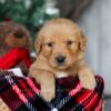 Image of Charlie, a Golden Retriever puppy