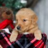 Image of Charlie, a Golden Retriever puppy