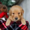 Image of Charlie, a Golden Retriever puppy