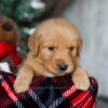 Image of Charlie, a Golden Retriever puppy