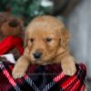 Image of Charlie, a Golden Retriever puppy