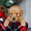 Image of Charlie, a Golden Retriever puppy