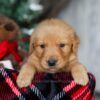 Image of Charlie, a Golden Retriever puppy