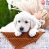 Image of Cookie, a Golden Retriever puppy