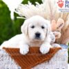 Image of Cookie, a Golden Retriever puppy