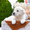 Image of Cookie, a Golden Retriever puppy