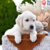 Image of Cookie, a Golden Retriever puppy