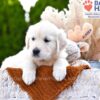 Image of Cookie, a Golden Retriever puppy