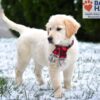 Image of Skittles, a Golden Retriever puppy