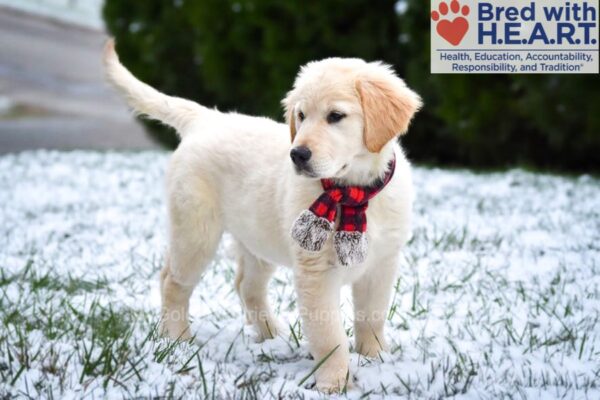 Image of Skittles, a Golden Retriever puppy