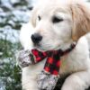 Image of Skittles, a Golden Retriever puppy