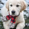 Image of Skittles, a Golden Retriever puppy