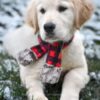 Image of Skittles, a Golden Retriever puppy