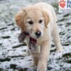 Image of Skittles, a Golden Retriever puppy